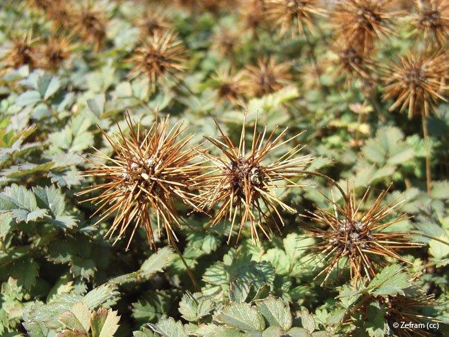 acaena microphylla