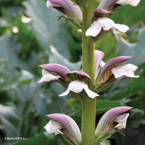 acanthus mollis