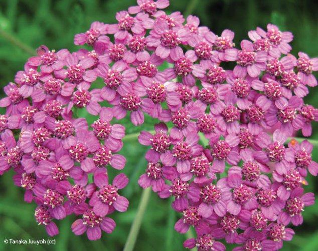 achillea millefolium