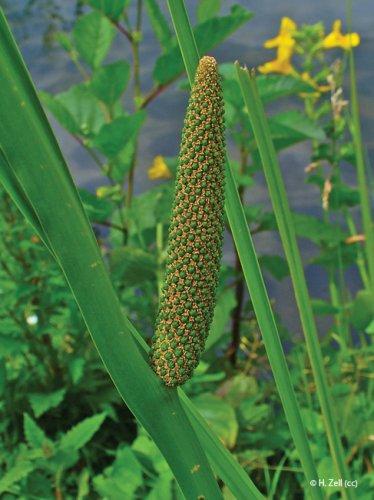 acorus calamus