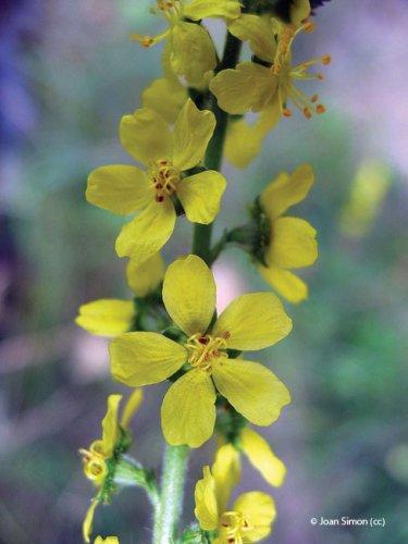 agrimonia eupatoria