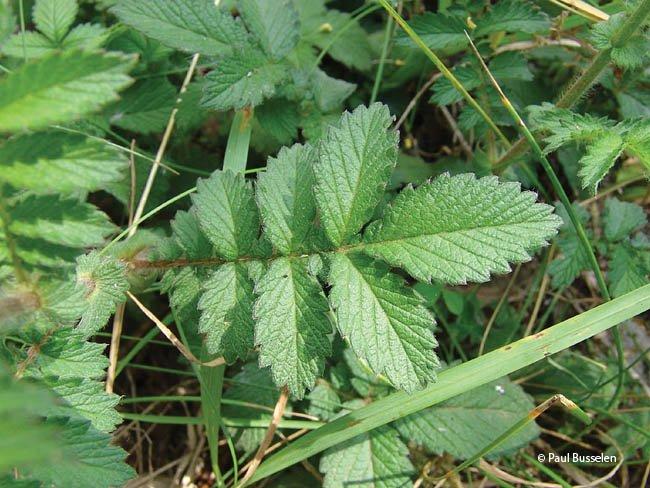 agrimonia eupatoria