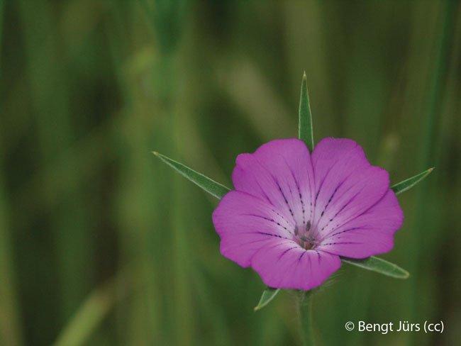agrostemma githago