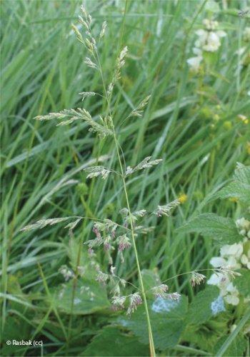 agrostis capillaris