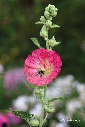 alcea rosea
