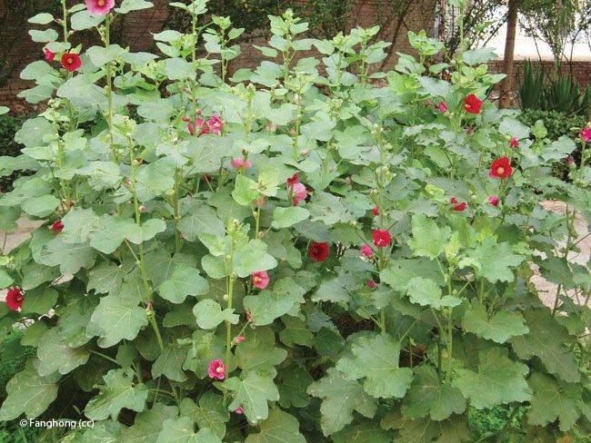 alcea rosea