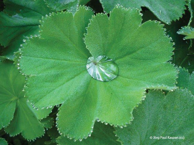 alchemilla mollis