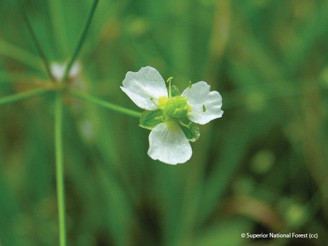 alisma plantagoaquatica