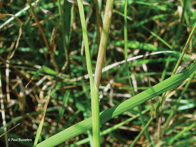 allium oleraceum