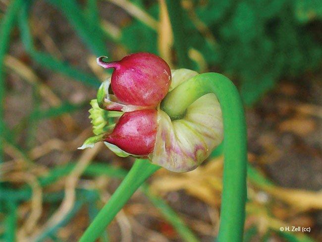 allium sativum