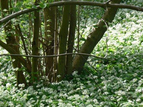 Allium ursinum