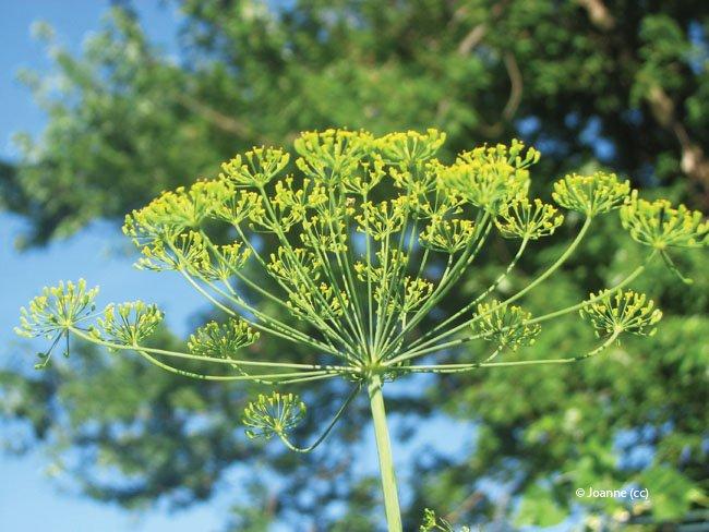 Anethum graveolens