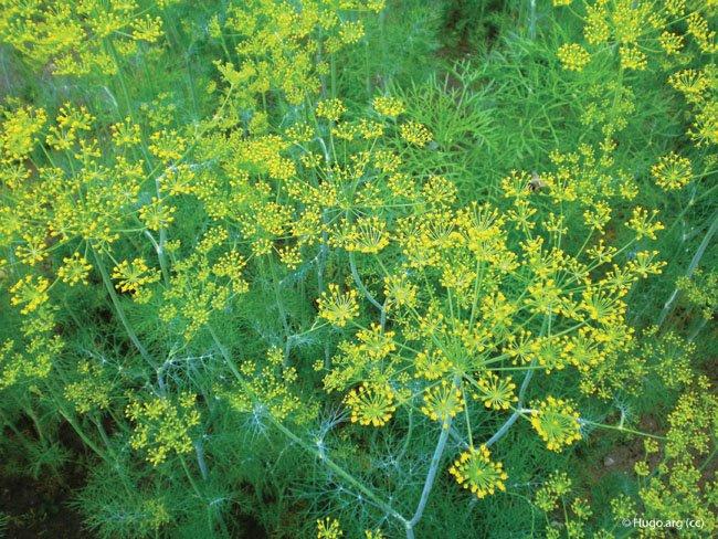 Anethum graveolens