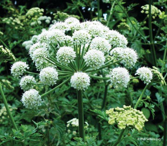 Angelica sylvestris