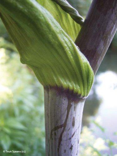 Angelica sylvestris