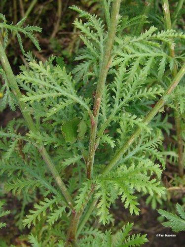 Anthemis tinctoria