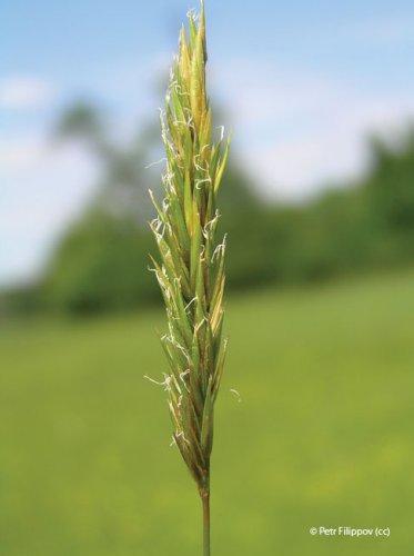 Anthoxanthum odoratum