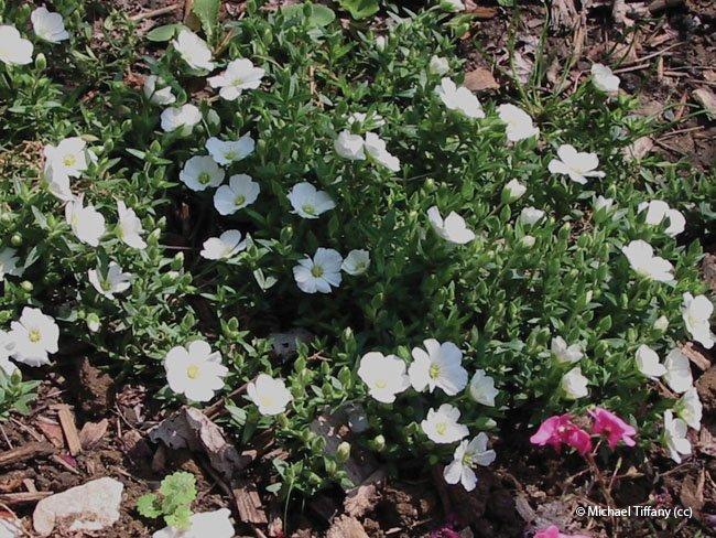 Arenaria montana