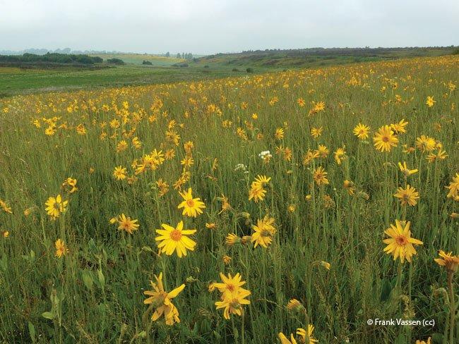 Arnica montana