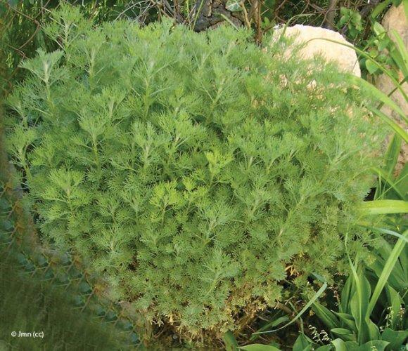 Artemisia abrotanum