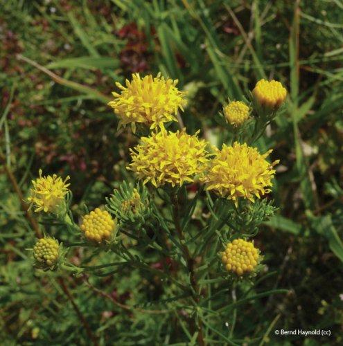 Aster linosyris