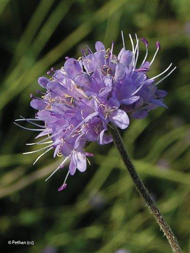 blauwe_knoop_succisa_pratensis