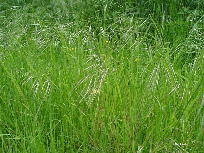 Bromus sterilis