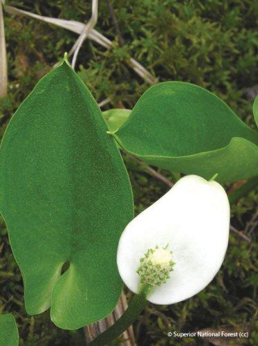 Calla palustris