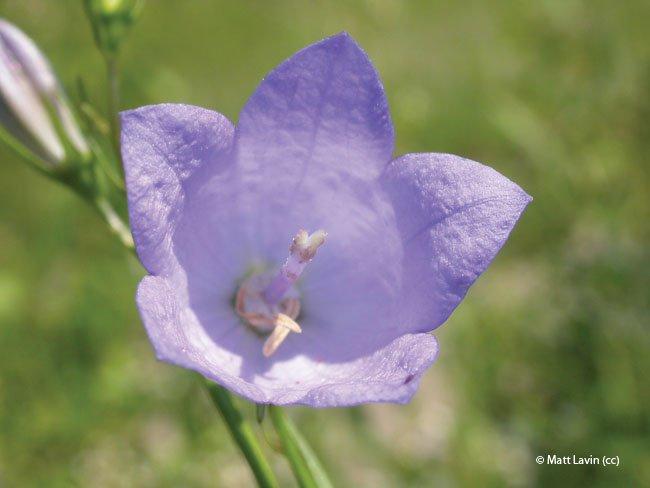 Campanula rotundifolia