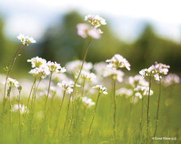 Cardamine pratensis