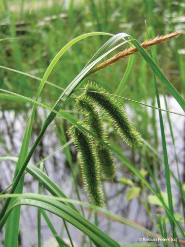 Carex pseudocyperus