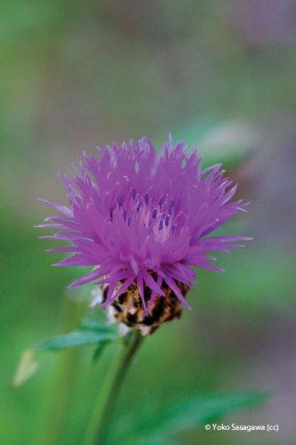 Centaurea cyanus