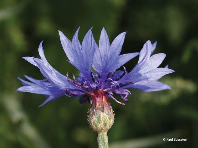 Centaurea dealbata