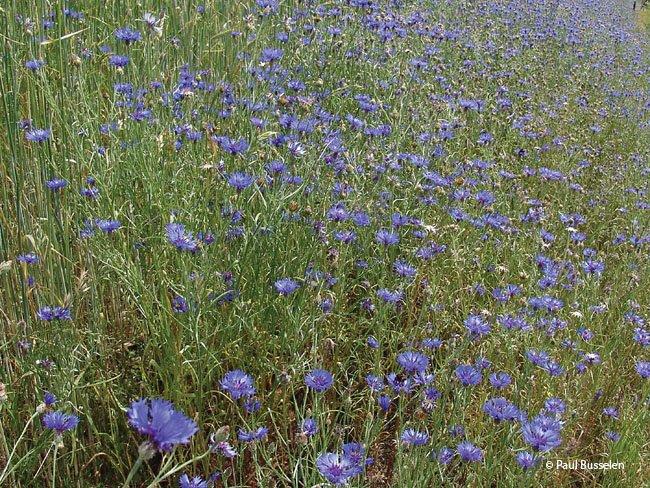 Centaurea dealbata