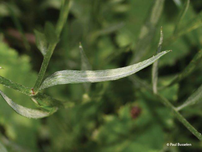 Centaurea dealbata