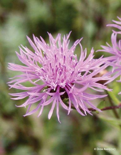 Centaurea jacea
