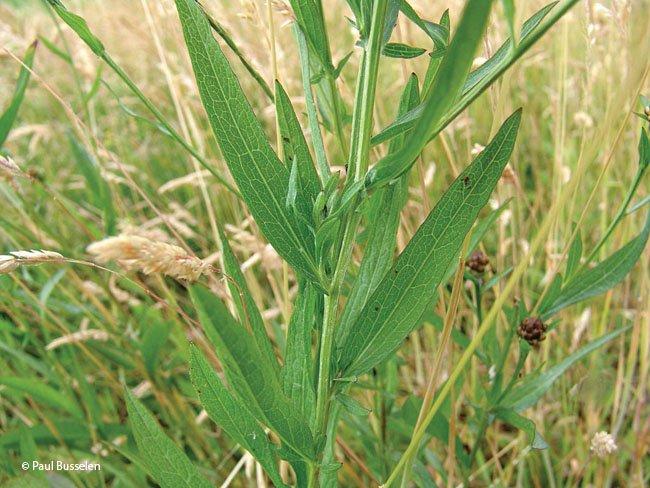 Centaurea jacea