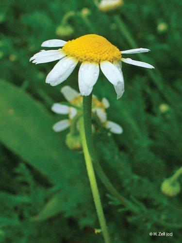 Chamaemelum nobilis