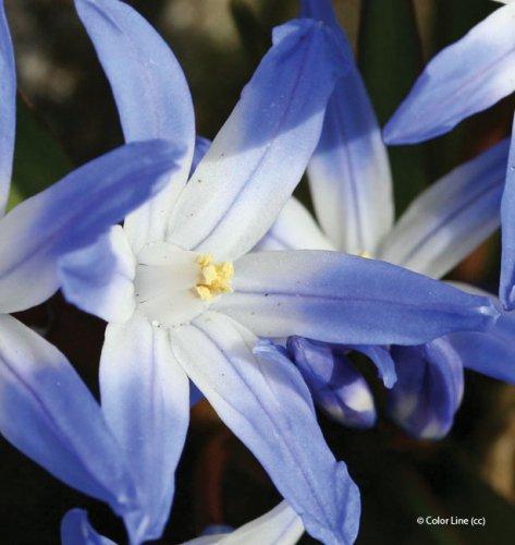 Chionodoxa lucillae