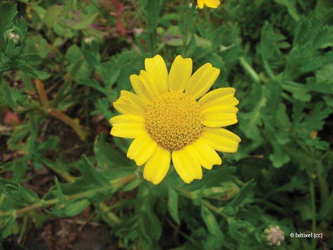 Chrysanthemum segetum