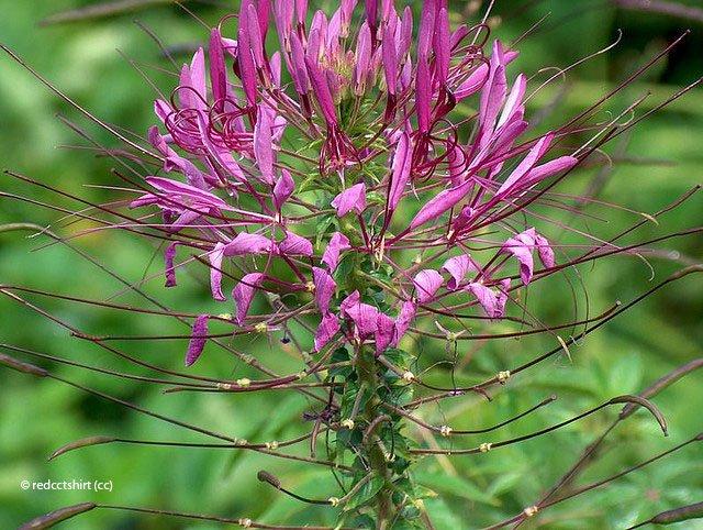 Cleome hassleriana