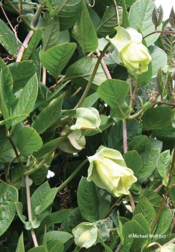 Cobaea scandens