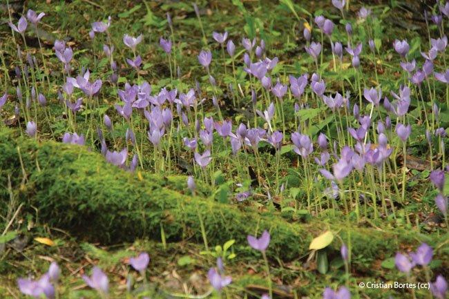 Colchium autumnale