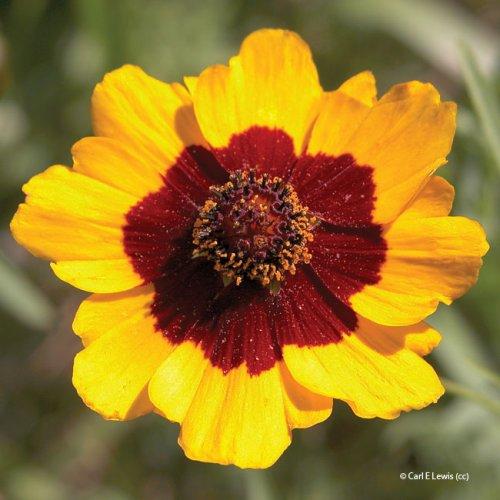 Coreopsis tinctoria