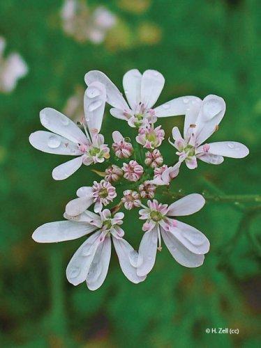 Coriandrum sativum