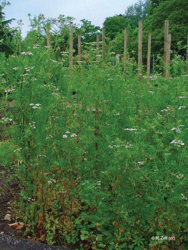 Coriandrum sativum
