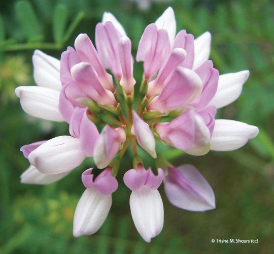 Coronilla varia