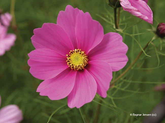 Cosmos bipinnatus