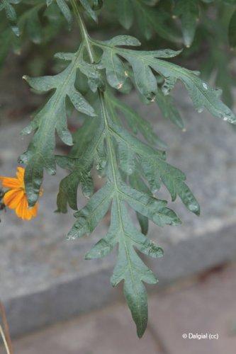 Cosmos sulphureus