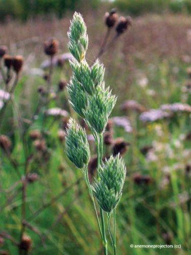 Dactylis glomerata